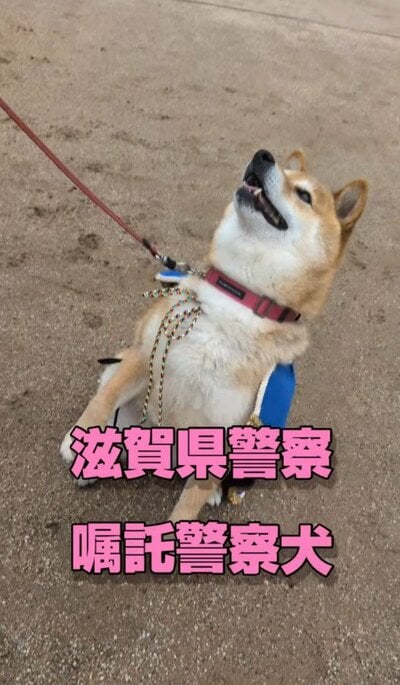 警察犬動画