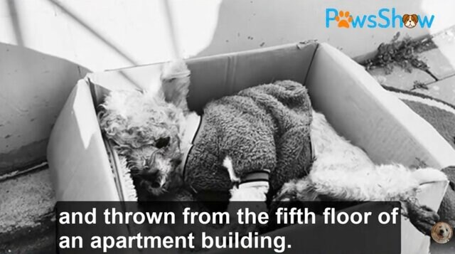 【保護犬】重症を負い「放置された犬」をレスキュー　奇跡の回復を遂げ「新しい家族の元で過ごす姿」に胸を打たれる