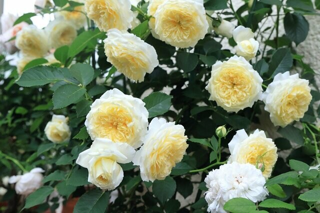 バラ栽培歴30年ガーデナーが「植えてよかった」初心者におすすめの《病気に強いバラ》品種6選