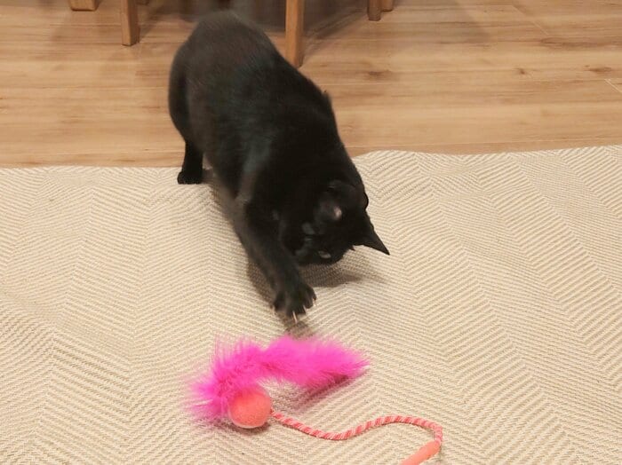 猫はすっかり狩猟モードに突入!