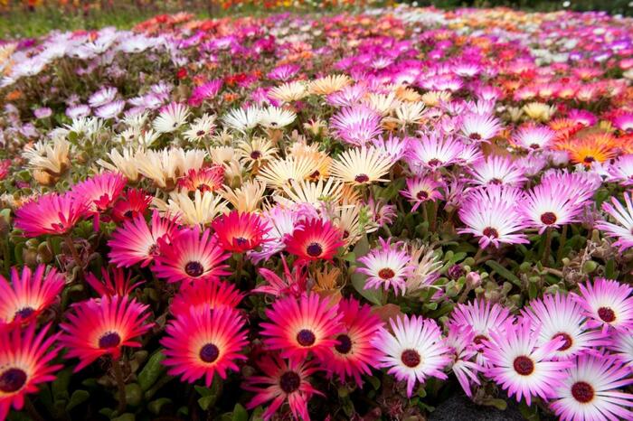 リビングストンデージーの花が咲いている。色はピンク、黄色、赤など。