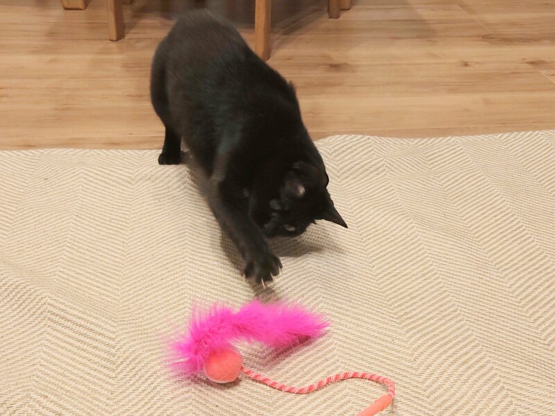 低価格ながらも猫が夢中になる工夫が多数あり!