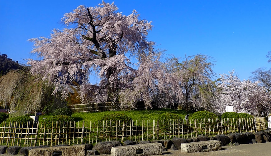 出所：円山公園 公式サイト