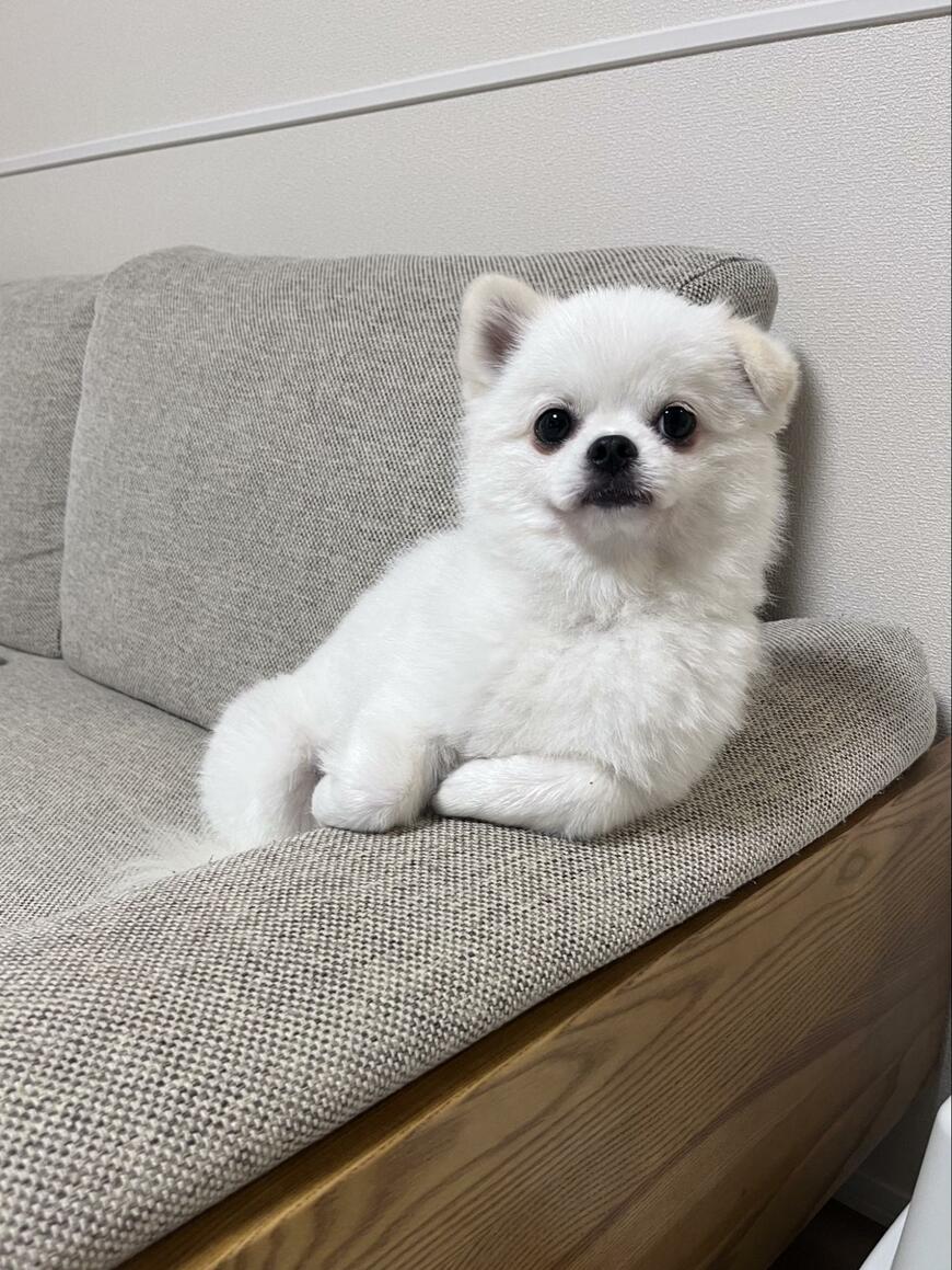 出所：@boku_mashutan