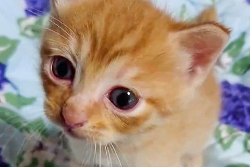 「2017年→2025年」子猫の8年後の変化に思わず目を疑う　激変ぶりに「めちゃくちゃ立派」