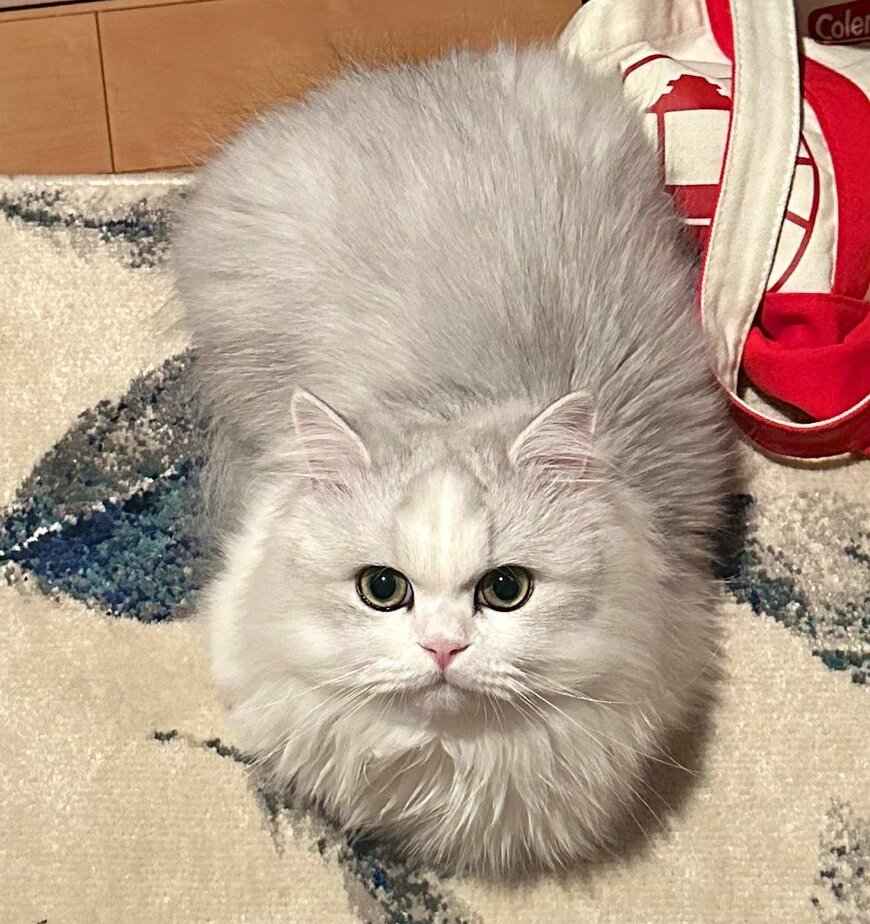 出所：@NEKOLAND13