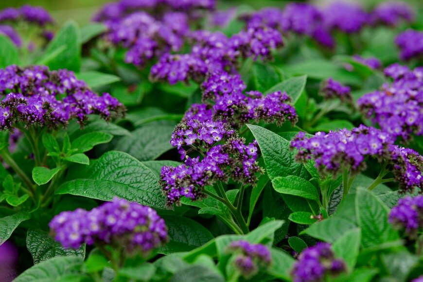 Anely Ruzhe/Shutterstock.com