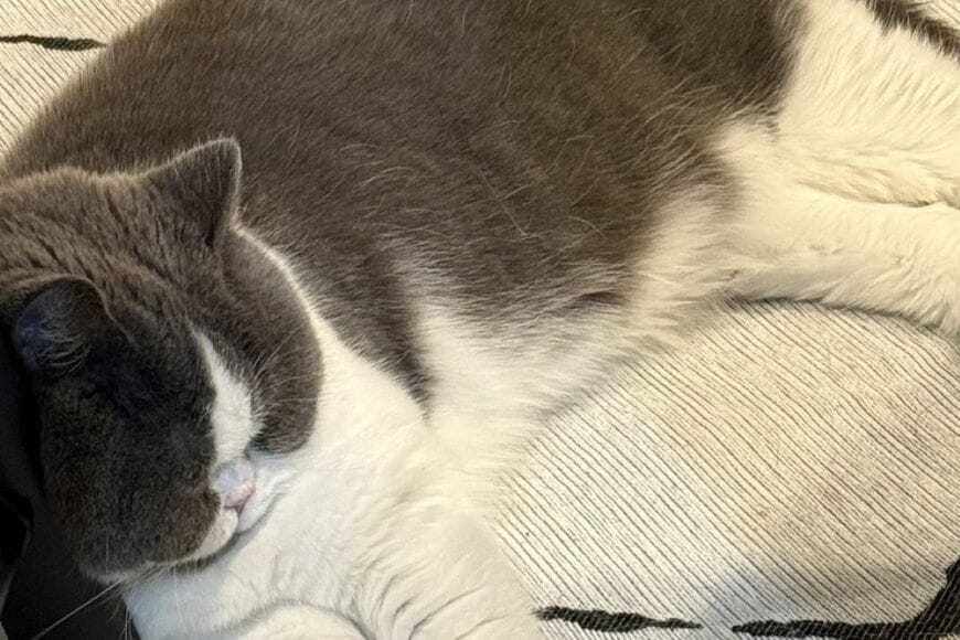 「枕見つけるの得意」まさかの場所を枕にしてくつろぐ猫　本当に快適なのか「気になる姿」が話題に