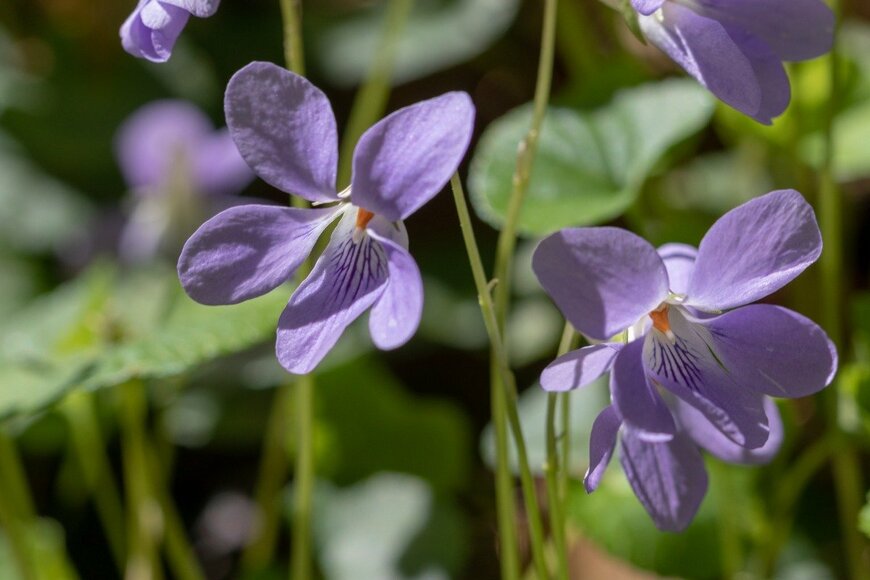 Masaaki Ohashi/istockphoto.com