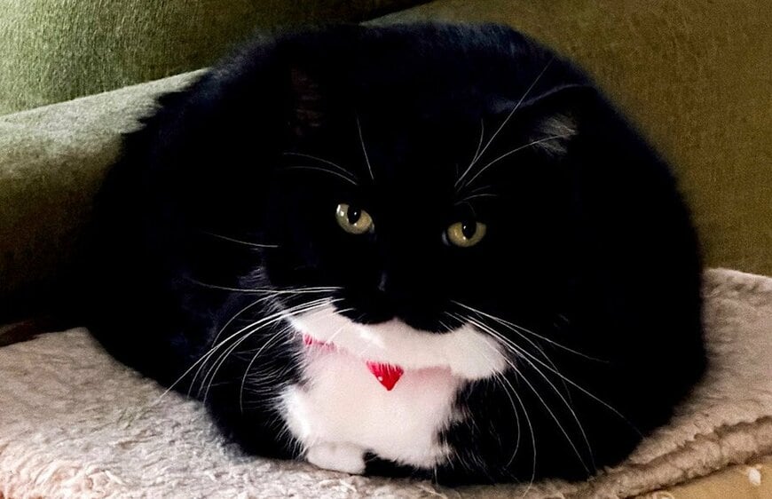 出所：＠unicouniuni3