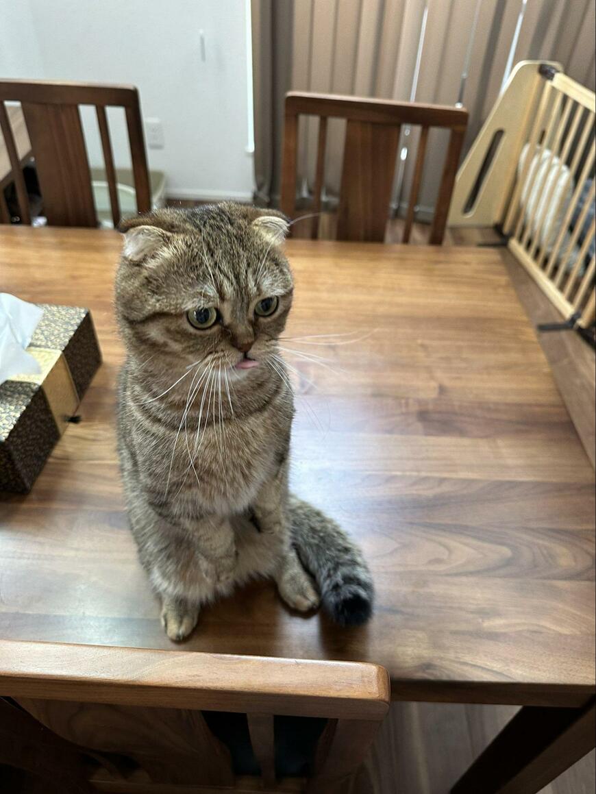 出所：@ponpokopontanu