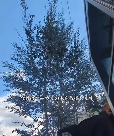 【草刈り・伐採】電線に届きそうなほど伸びた〈ユーカリの木〉→プロの伐採で〈明るく開放的な庭〉に大変身！