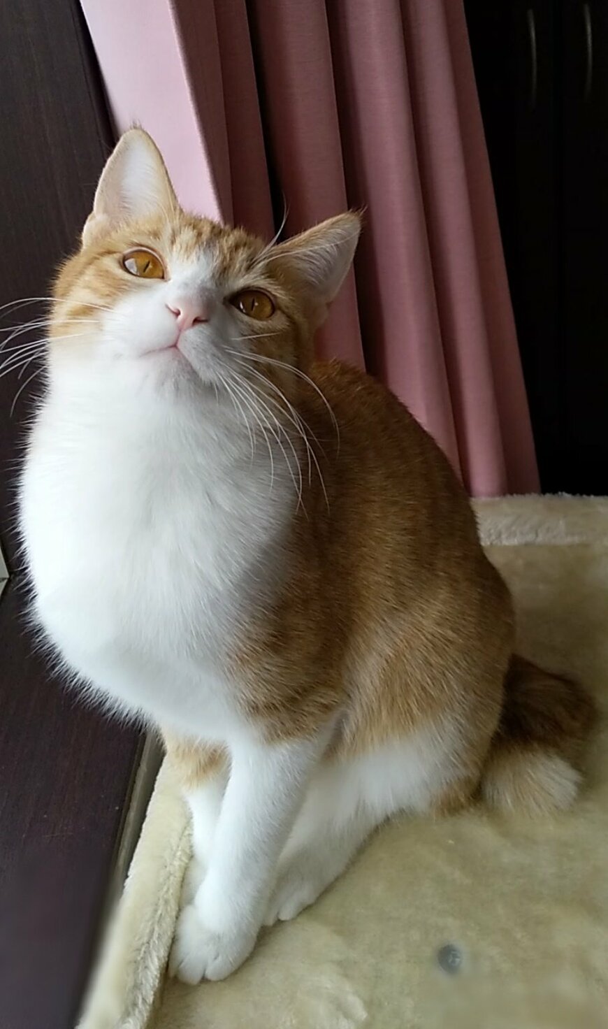 出所：@mero627puri914