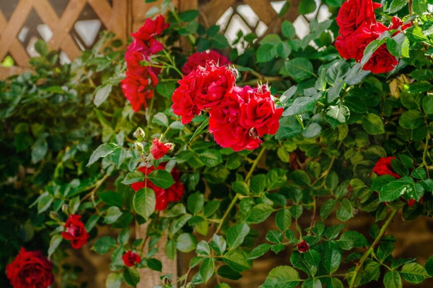 つるバラ　Marta_Kent/istockphoto.com