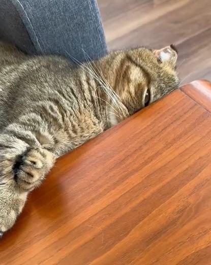 出所：@ponpokopontanu