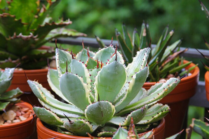 【オススメの多肉植物9選】トゲや毛が生えた種類は個性的でオシャレ！育て方＆水やりの方法も紹介