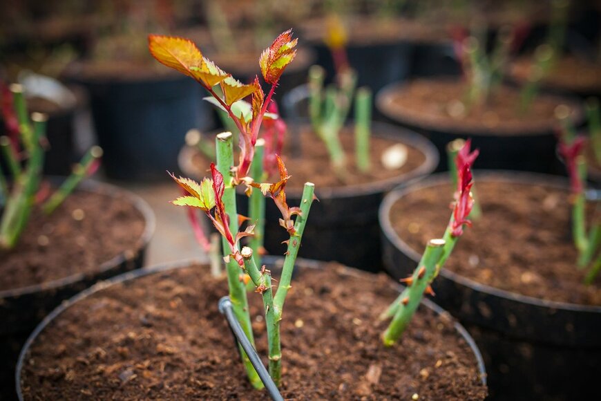 Liga Petersone/Shutterstock.com