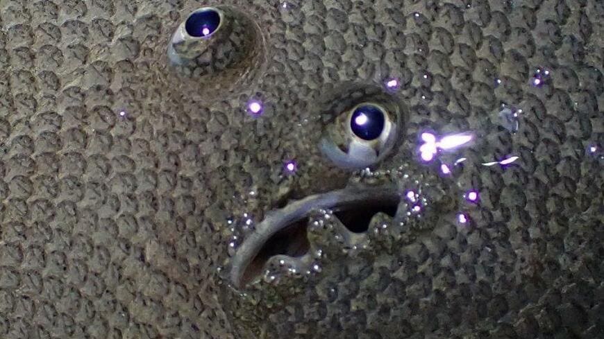 出所：@mamimumemo8181