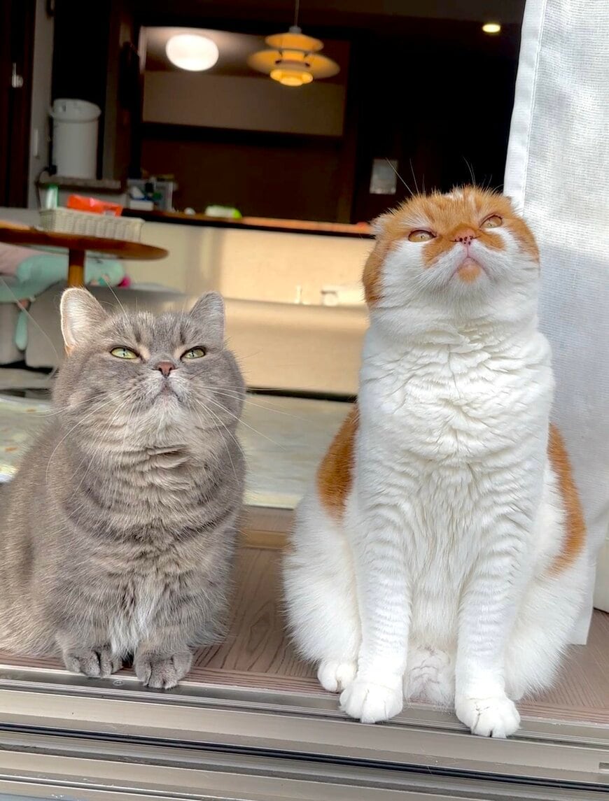 出所：@himaritomugi