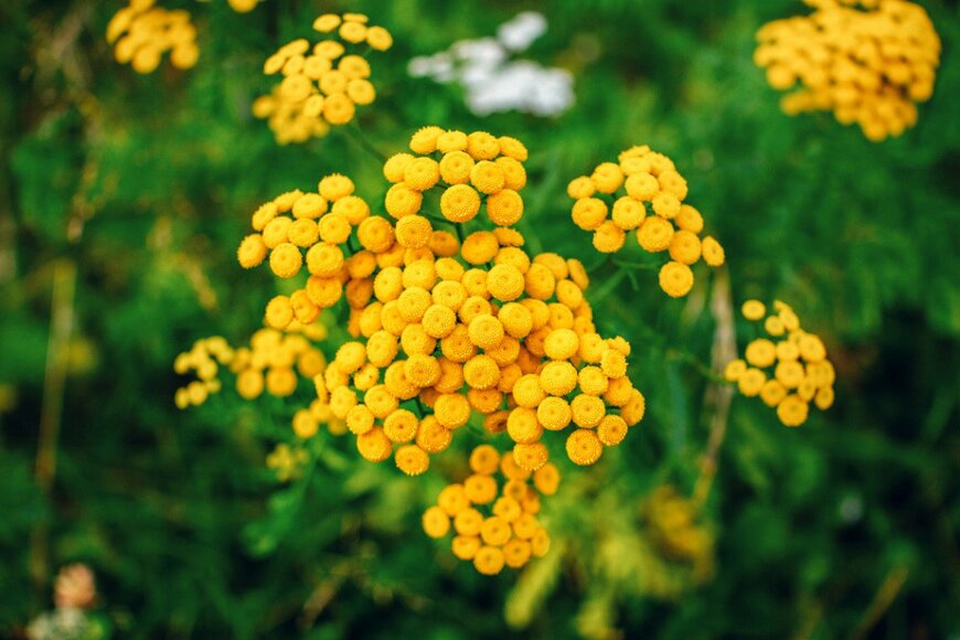 Elenakirey/istockphoto.com