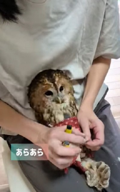 出所:@mori_luna_tawny_owl