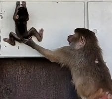 【動物園】おてんば娘のマントヒヒが見せる「身体能力の高さ」に驚き！「スパイダーマンみたいやー」の声【愛媛県】