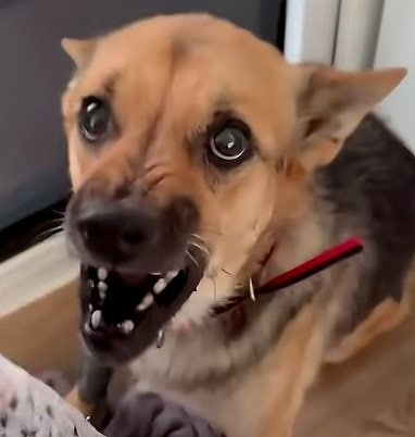 心を閉ざしうなり声をあげていた犬 レスキューと仲間に支えられ、穏やかな表情を見せるまでに