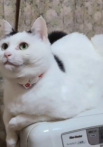 出所：@sironezumi77