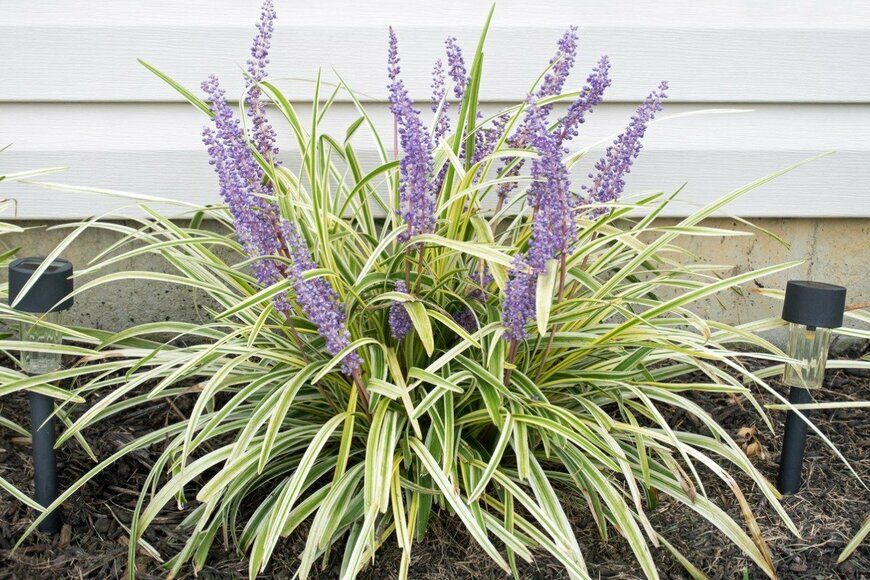 lawcain/istokcphoto.com