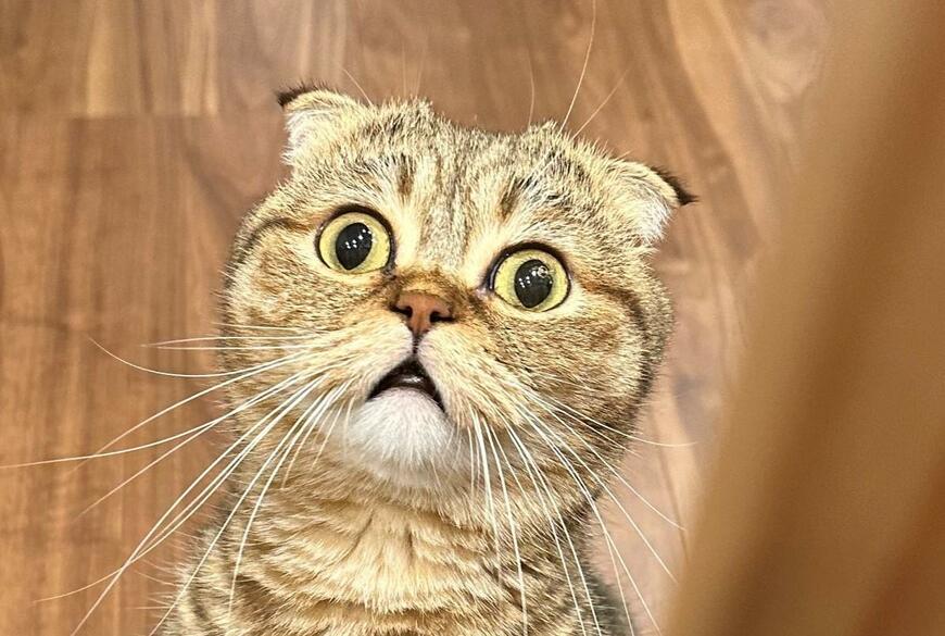 出所：@ponpokopontanu