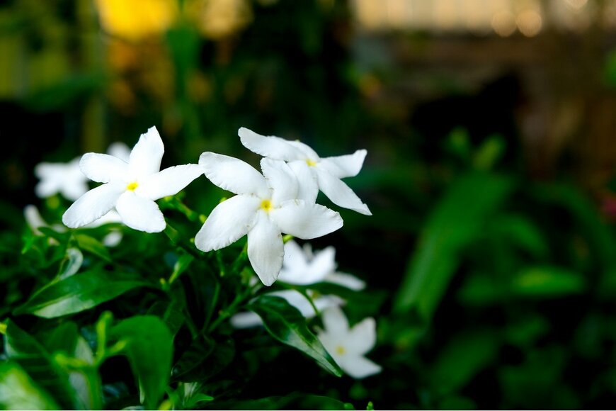 NATTAPON JUIJAIYEN/Shutterstock.com