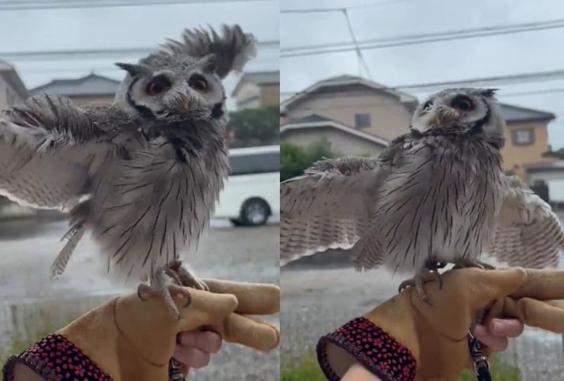 出所：@purinon2929k