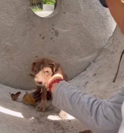 【保護犬】生後6週間で「助からない」と思われた子犬が命の危機を克服！懸命なケアで元気を取り戻すまで