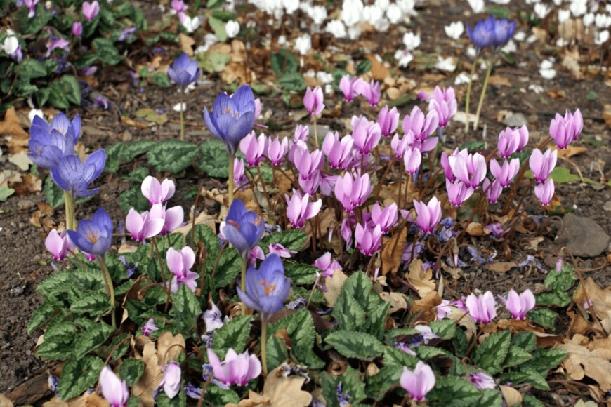 flowersandclassicalmusic/istockphoto.com