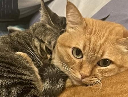 出所：@kagisuzu0531