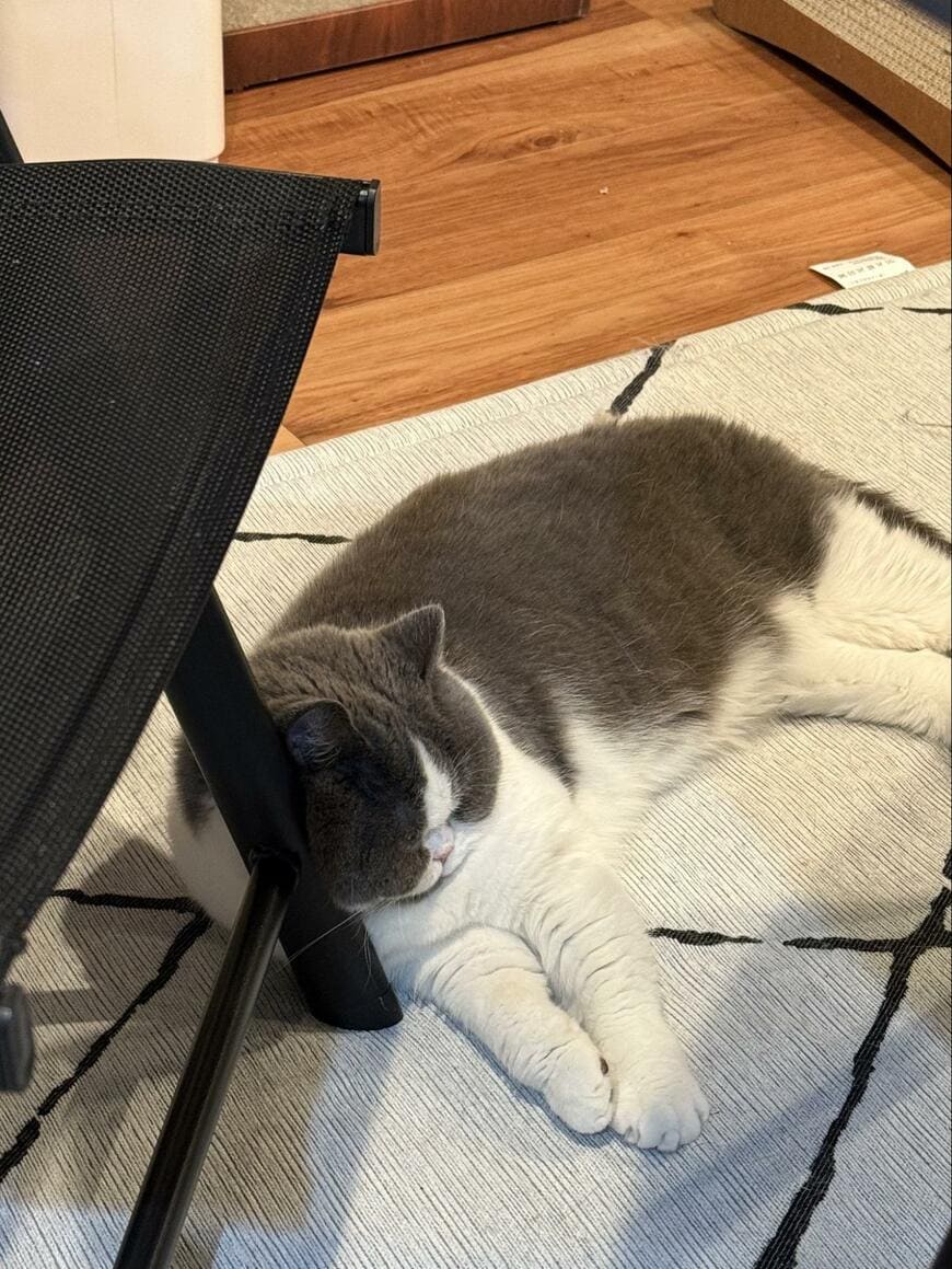 出所：@mog_cororincho