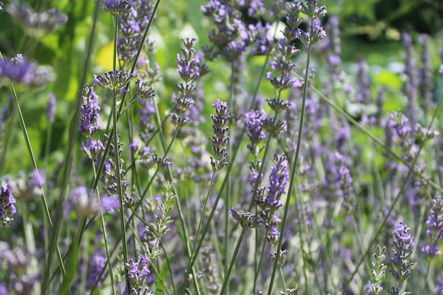 aysenurgunes/Shutterstock.com