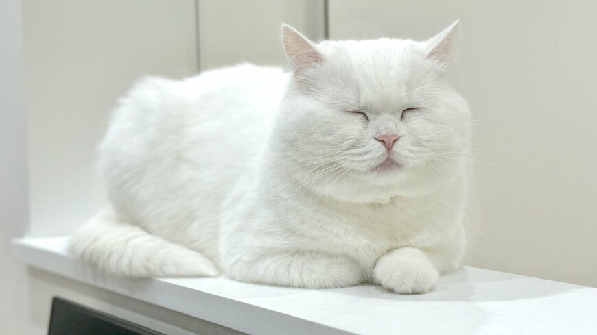 出所：@pomusan_cat