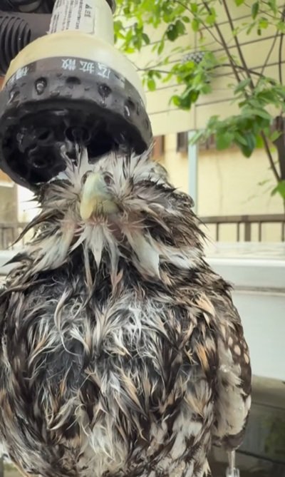 出所：@hiji.mozu_owl