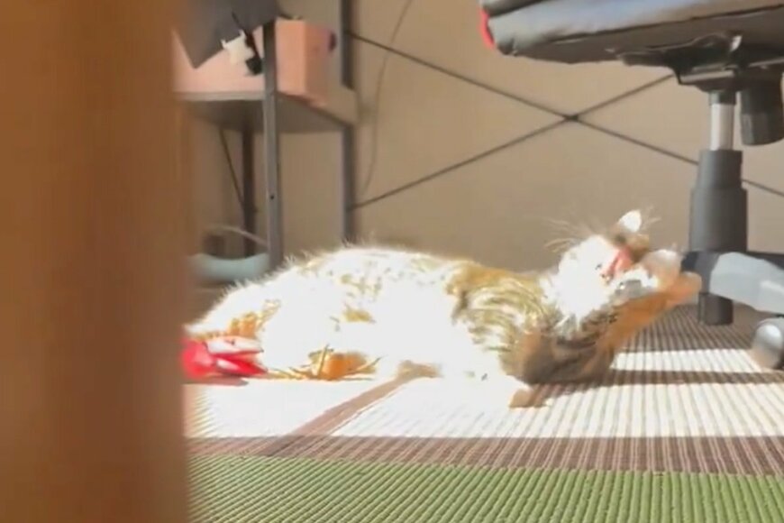 出所：@umenoconbu21