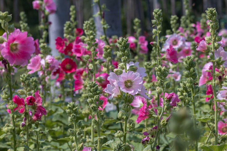 【5月ベストセレクション】【キレイな花が咲く多年草オススメ7選】梅雨の庭や花壇をオシャレに！長雨を上手に乗り切るコツも紹介