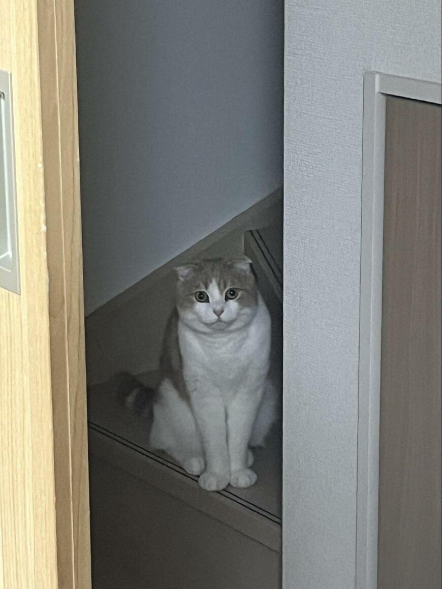 出所：@torotolo106106