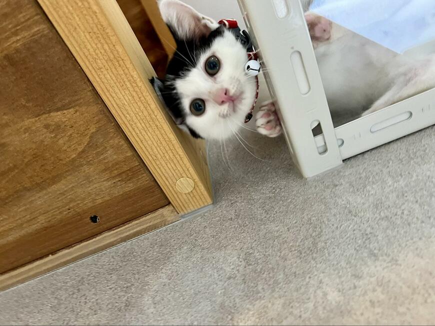 出所：@omochi_nam01