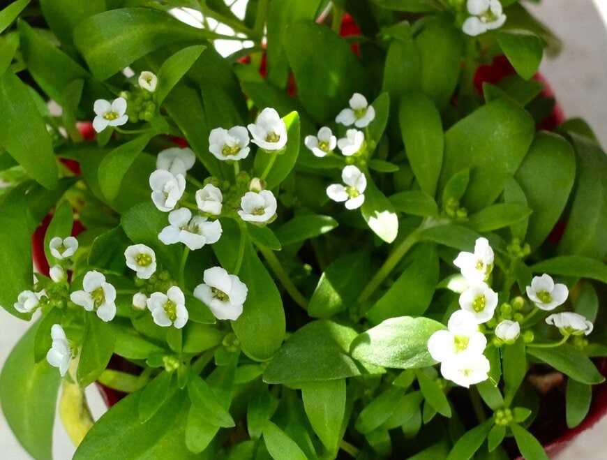 筆者撮影／スイートアリッサム