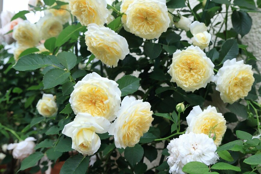 バラ栽培歴30年ガーデナーが「植えてよかった」初心者におすすめの《病気に強いバラ》品種6選