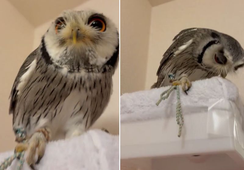 出所：@purinon2929k