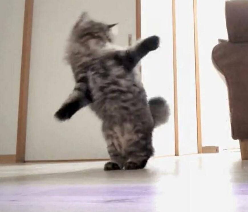 ぬいぐるみにビックリした猫　まさかの逃げ方に「笑いが止まらないww」