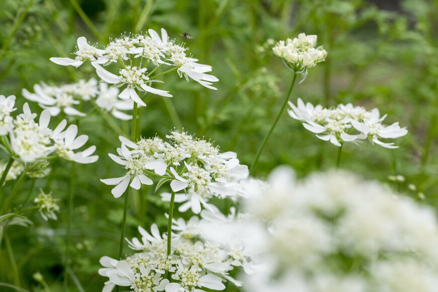 白い花を咲かせている、オルレア