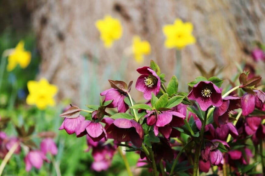 ワインレッドの花を咲かせている、クリスマスローズ。奥には黄色いスイセン。