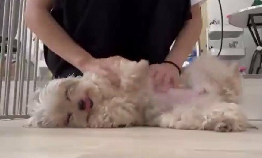 エンジョイする犬